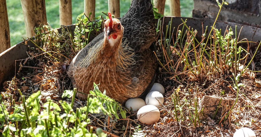 Henne im Garten am Nest mit Eiern - Legeleistung und Wasserversorgung im Sommer