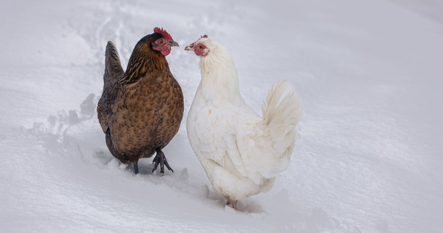 Hühner stehen im Schnee bei Frost – im Winter braucht es eine frostfeste Edelstahl-Hühnertränke für die Wasserversorgung