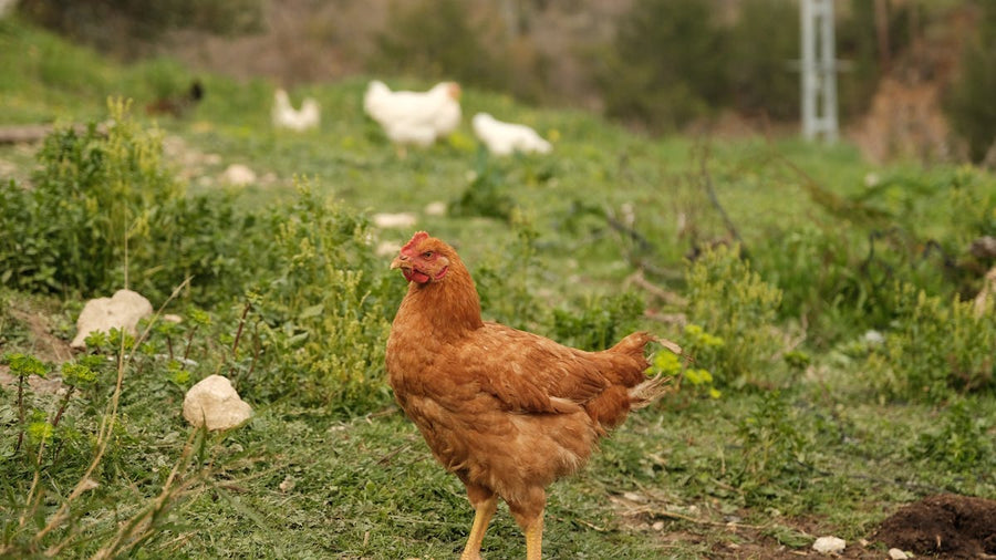 Henne auf grüner Frühlingsweide – sauberes Tränkewasser für gesunde Hühner im Frühling
