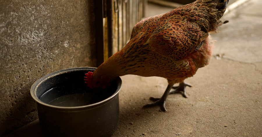 Huhn trinkt aus Edelstahl-Tränke im Stall – Descena vs. No-Name Vergleich