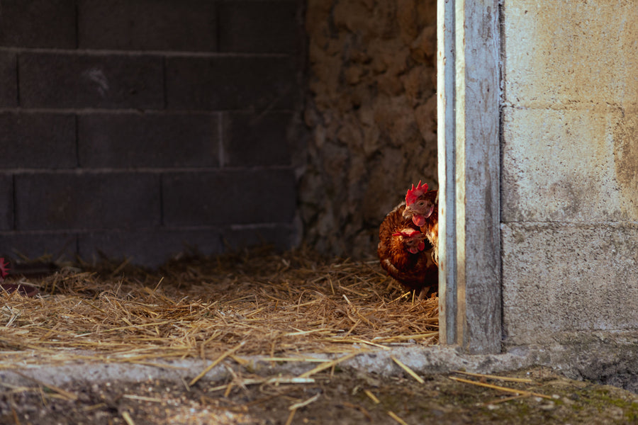 Zwei Hühner schauen in einem Stall mit Stroheinstreu um die Ecke