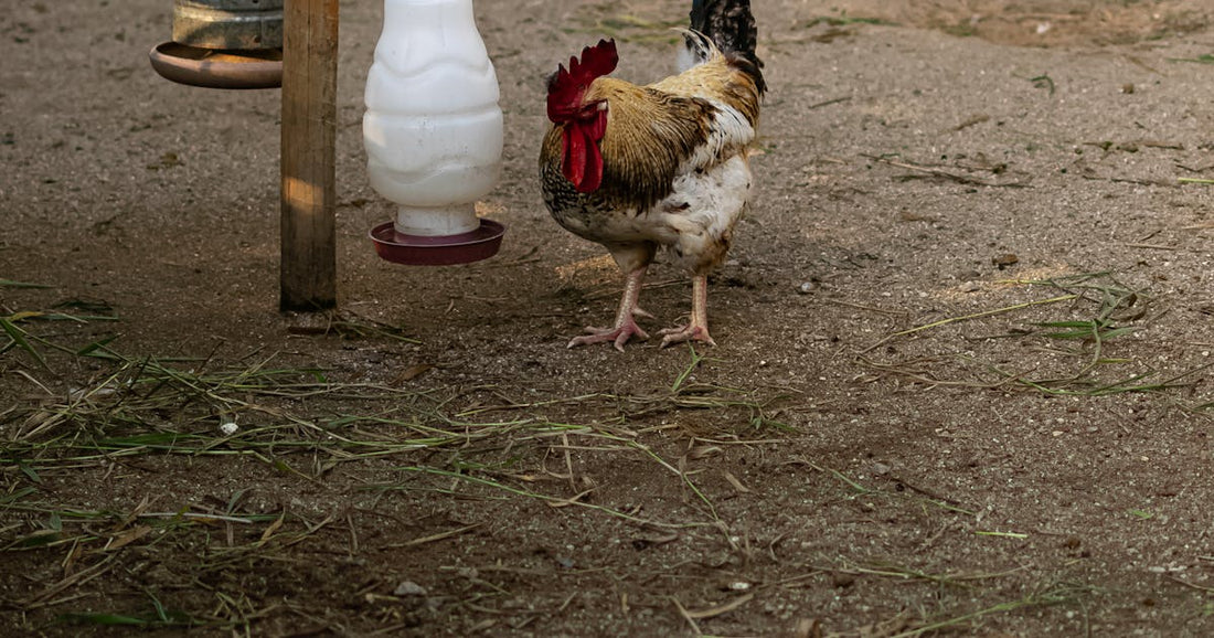 Huhn trinkt Wasser aus einer Metalltränke im Garten – sauberes Tränkewasser für gesunde Hühner
