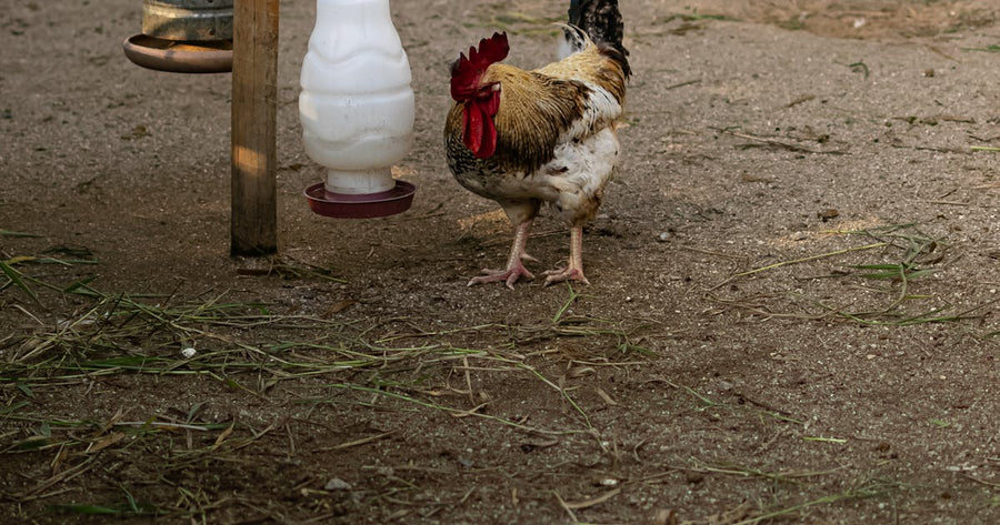 Huhn trinkt Wasser aus einer Metalltränke im Garten – sauberes Tränkewasser für gesunde Hühner