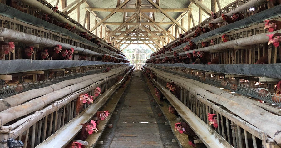 Aufgeräumter Hühnerstall mit Hennen – optimale Position der Hühnertränke im Stall
