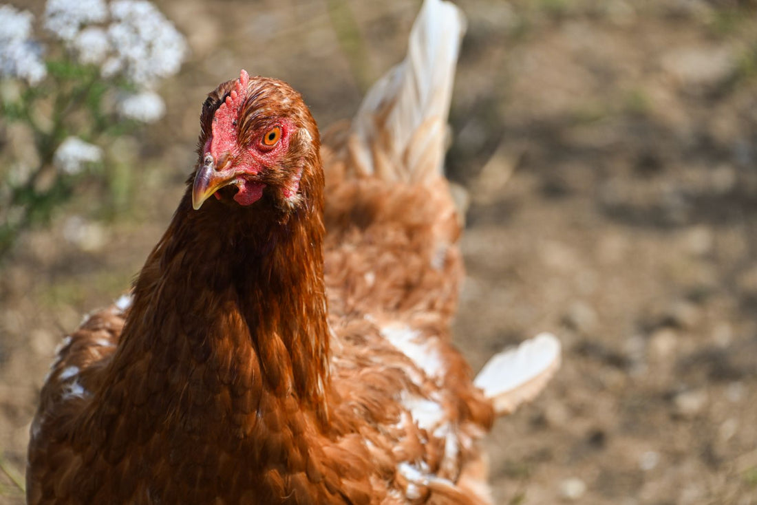 Braune Henne in Nahaufnahme – an Kamm und Verhalten lässt sich erkennen, ob ein Huhn genug trinkt