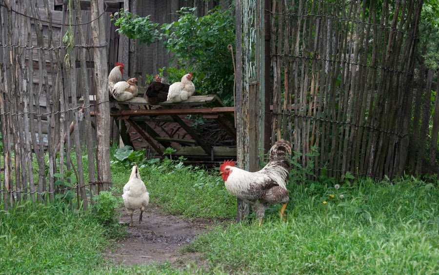 Freilandhühner im Garten – Tränkenaufbau im Frühling richtig gemacht