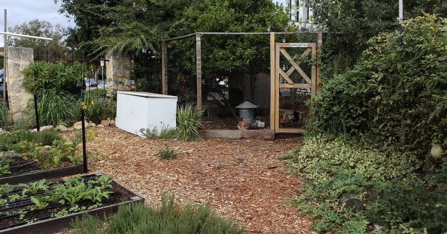 Hühner und Hühnerstall in einem Garten – rechtliche Vorgaben zur Hühnerhaltung im Kleingarten