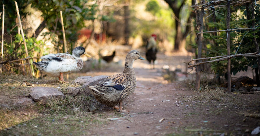 Hühner und Enten an einer Edelstahltränke im Garten