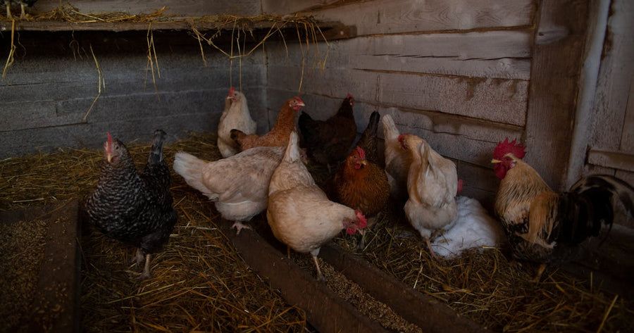 Hühner in Grundausstattung mit Stall, Tränke und Auslauf im Garten